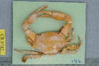 藏品(香港蟳)的圖片